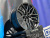 Комплект (4 шт) RGW 101FF 8j-18 5*114,3 ET38 d73,1 HB Комплект (4 шт) RGW 101FF 8j-18 5*114,3 ET38 d73,1 HB